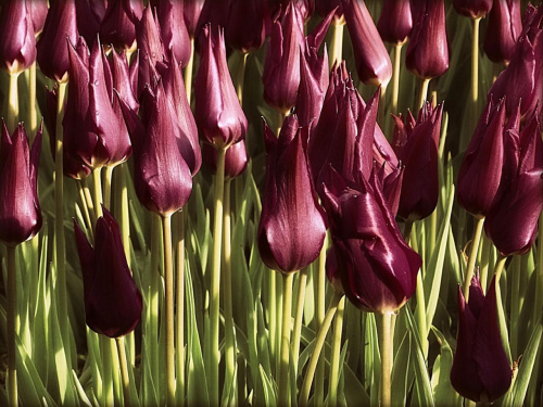 Zamek Książ w Wałbrzychu - tulipany w ogrodach tarasowych #ZamekKsiąż #Wałbrzych #Książ #DolnyŚląsk #KsiążańskiParkKrajobrazowy #tulipany