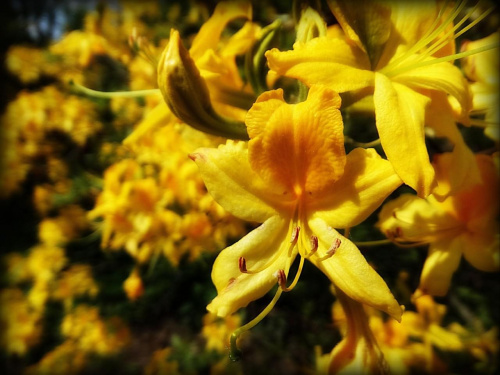 Rododendron (Książański Park Krajobrazowy) #ZamekKsiąż #Wałbrzych #Książ #DolnyŚląsk #KsiążańskiParkKrajobrazowy #rododendron #azalia #różanecznik