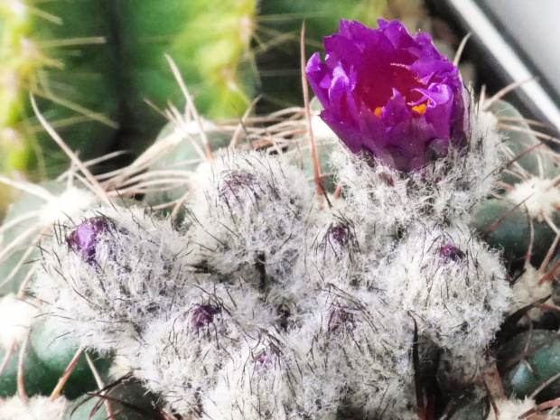Notocactus uebelmanianus #kaktusy