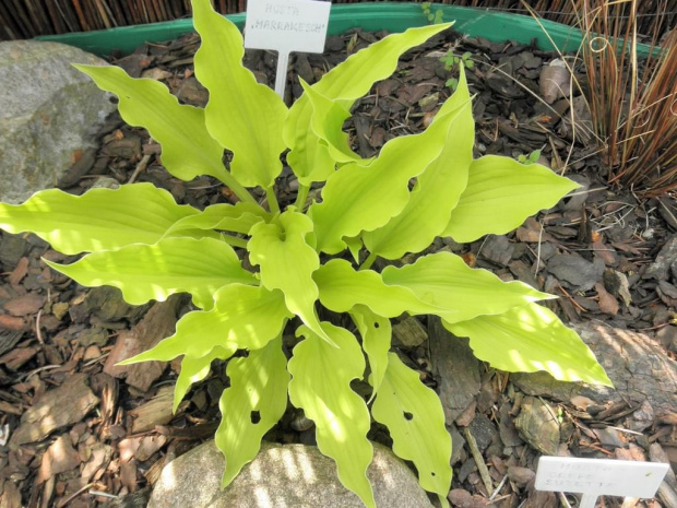 Hosta 'Marrakesch'