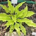 Hosta 'Marrakesch'