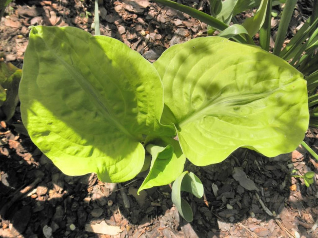 Hosta 'Stich in Time'