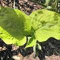 Hosta 'Stich in Time'