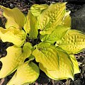 Hosta 'Paradise Island'