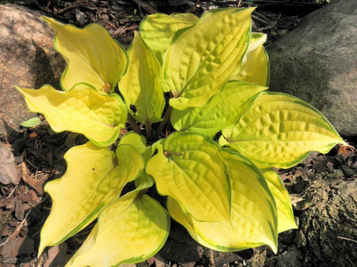 Hosta 'Paradise Island'