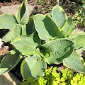 Hosta 'Pizzazz'