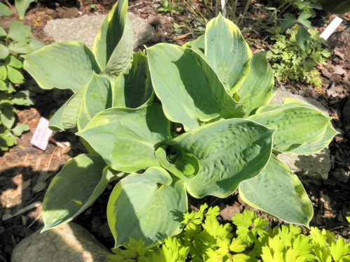 Hosta 'Pizzazz'