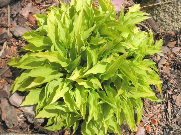 Hosta 'Lemon Lime'