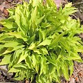 Hosta 'Lemon Lime'