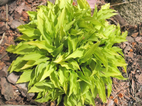 Hosta 'Lemon Lime'