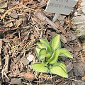 Hosta 'Desert Mouse'