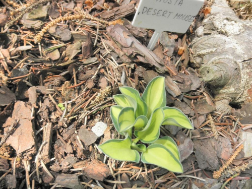 Hosta 'Desert Mouse'