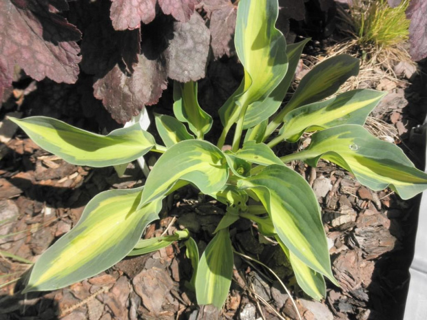 Hosta 'Stand by Me'