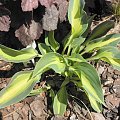 Hosta 'Stand by Me'