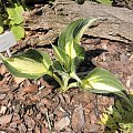 Hosta 'Eternal Flame'