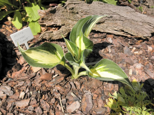 Hosta 'Eternal Flame'