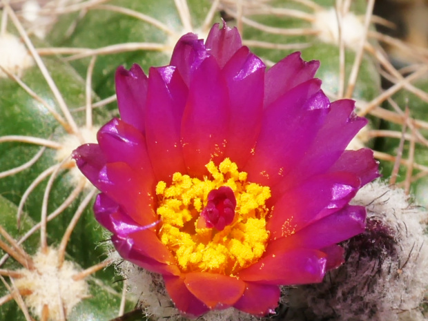 Notocactus uebelmanianus #kaktusy