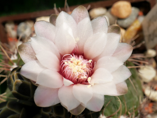 Gymnocalycium hyptiacanthum ‘odoratum’ #kaktusy