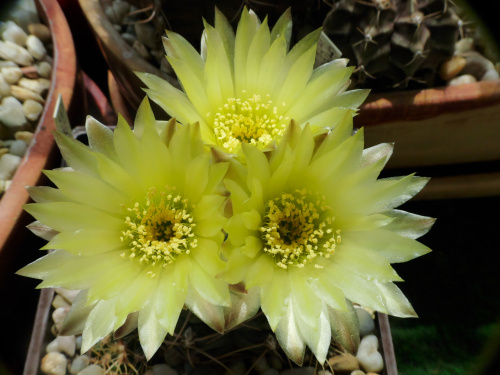 Gymnoalycium uruguaense #kaktusy