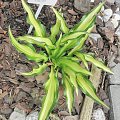 Hosta Teeny Weeny Bikini