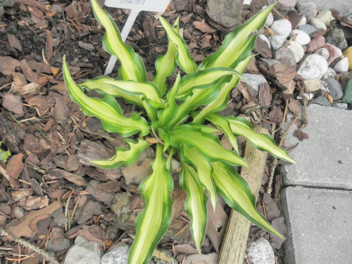 Hosta Teeny Weeny Bikini