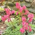 dicentra 'King of Hearts'