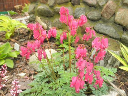 dicentra 'King of Hearts'