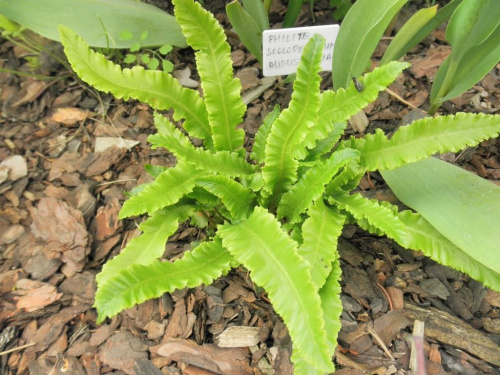 phillitis scolopendrium augustofilia