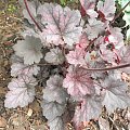 Heuchera 'Glitter'