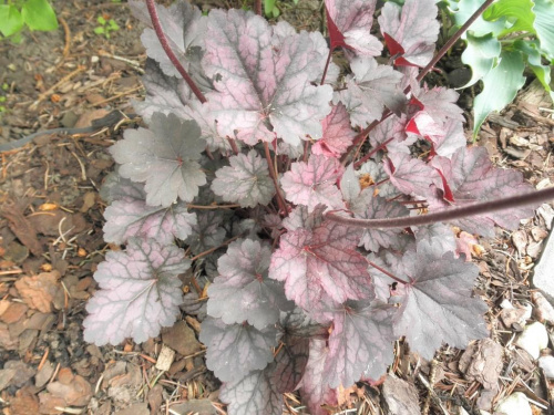 Heuchera 'Glitter'