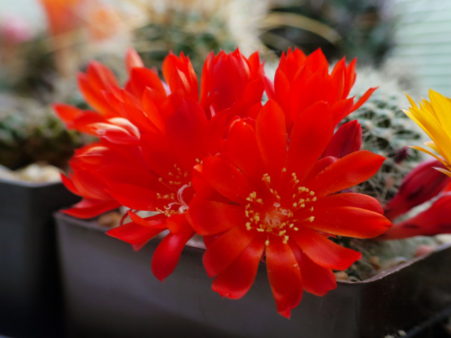 Rebutia senilis #kaktusy