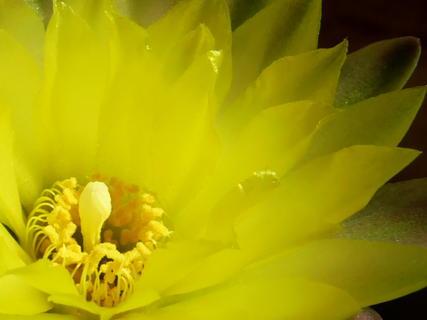 Gymnocalycium andreae v.doppianum #kaktusy