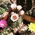 Gymnocalycium #kaktusy