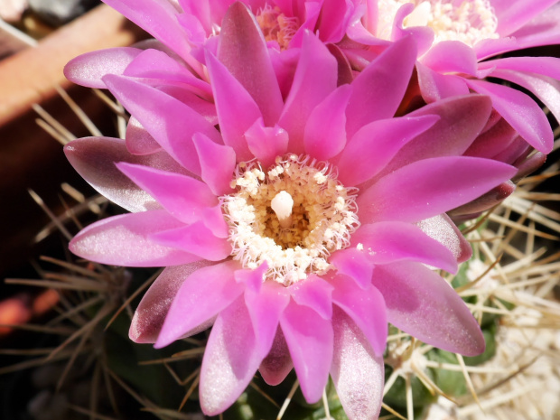 Gymnocalycium neuhuberi LF10 #kaktusy