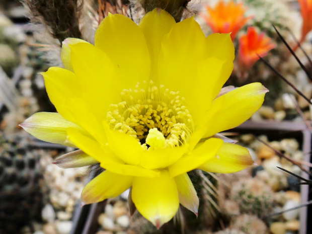 Lobivia aurea v. shaferi #kaktusy