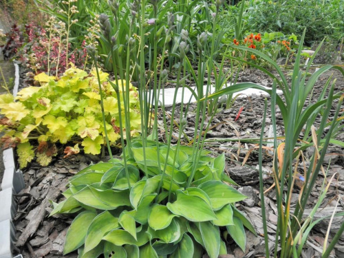 Hosta Tick Tok