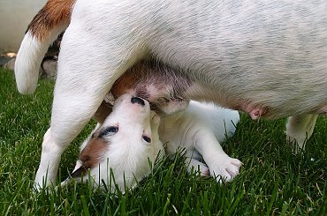 #JackRussellTerrier #JackRussell #DRAPICHRUST #szczeniaki #hodowla