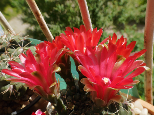 Gymnocalycium baldianum