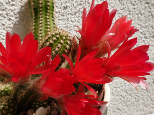 Chamaecereus silvestri