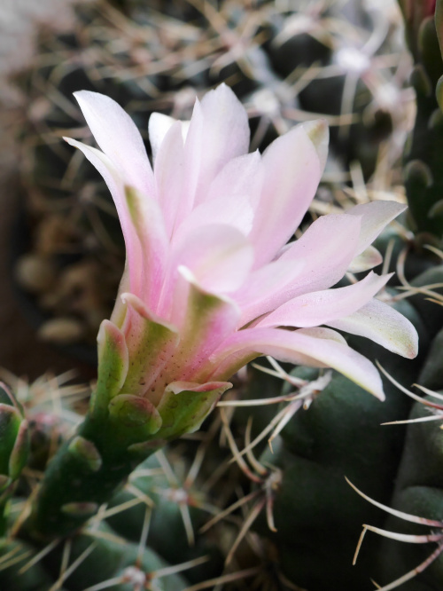 Gymnocalycium baldianum