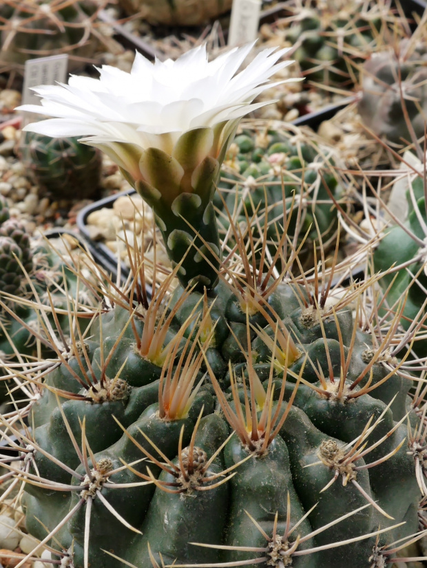 Gymnocalycium chubutense