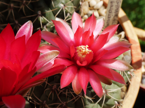 Gymnocalycium baldianum