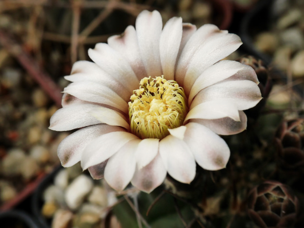 Gymnocalycium ochoterenai fa. polygonum