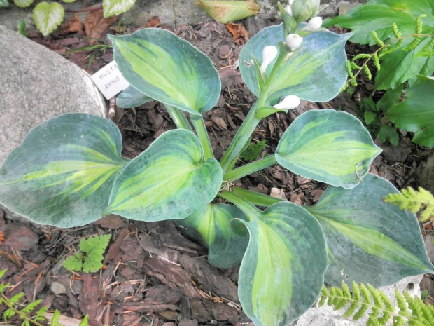 Hosta Rhino Hide