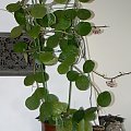 hoya obovata