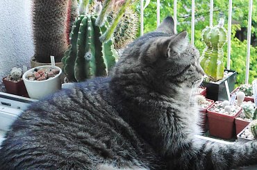 Portos w Echinopsisach #kot #kaktus