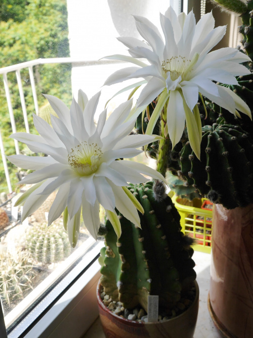 Echinopsis subdenudata #kaktusy