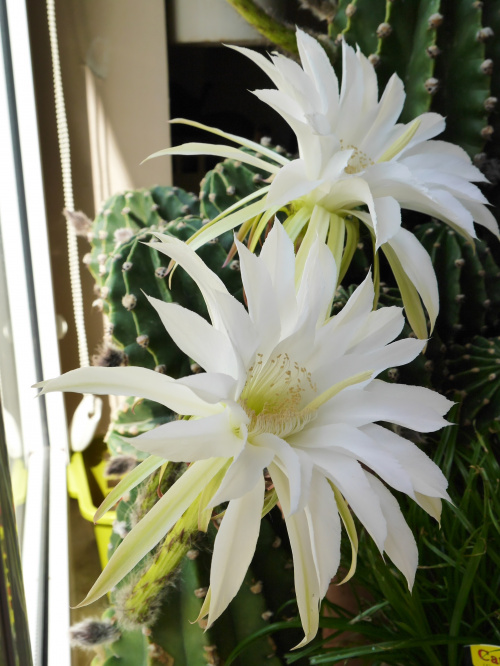 Echinopsis subdenudata #kaktusy