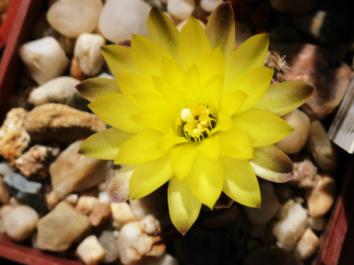 Gymnocalycium andreae v.doppianum #kaktusy