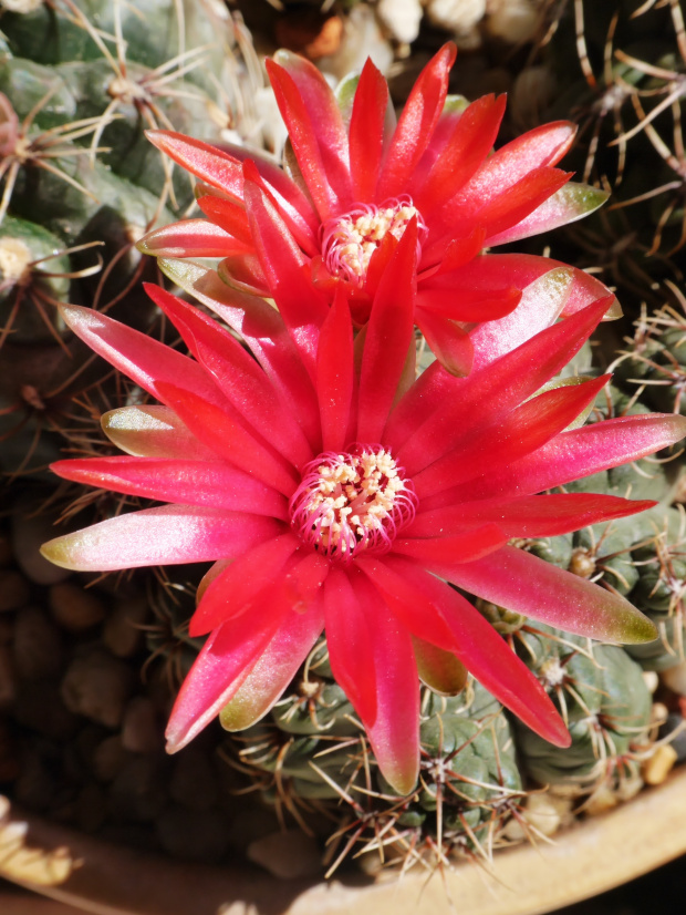 Gymnocalycium baldianum #kaktusy